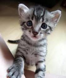 Highly Personality Egyptian Mau Kittens Available