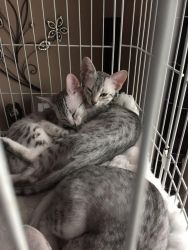 Egyptian Mau Kittens