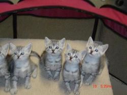 Egyptian Mau Kittens available