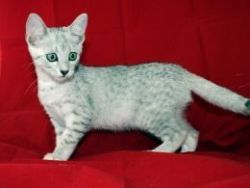 Stunningly Beautiful Pedigree Egyptian Mau Kitten