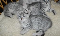 Available Egyptian Mau kittens