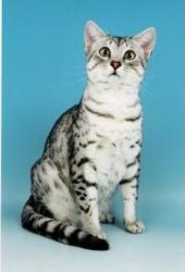 Pedigree Egyptian Maui kittens for sale