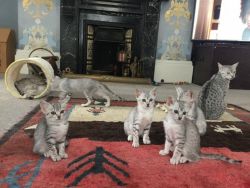 Adorable Egyptian Mau Kittens for sale