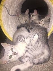 Stunning Egyptian Mau Kittens for sale