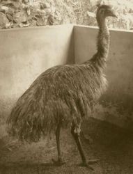 EMU for Sale