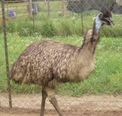 emu birds for sale