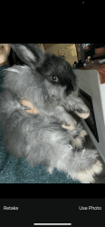 Purebred English angora bunny