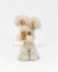 English Angora Rabbit Bunny