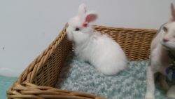 White fluffy wally bunny