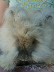Fluffy english angora rabbits for sale!