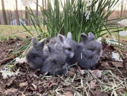 English Angora Baby Bunnies for sale