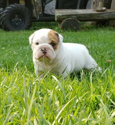 English Bulldog Puppy for sale