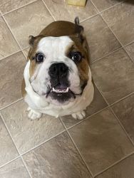 8 month old English Bulldog with papers
