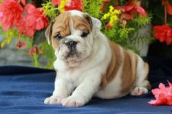 warm-hearted English Bulldog puppy