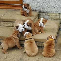 Nice and Healthy English Bulldog Puppies Available