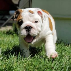English Bulldog puppies for sale.Text me xxx-xxx-xxxx