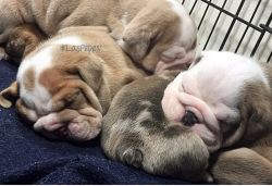 Rare Colored English and French Bulldogs
