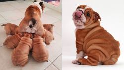 Purebred English Bulldogs for sale. We have six gorgeous playful puppi