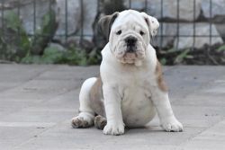 Roy | English Bulldog for sale