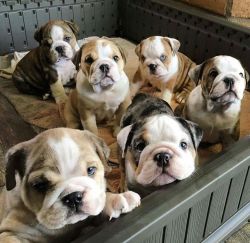 English Bull Dog Puppies Now Available