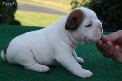 English bull dogs available to join thier new homes