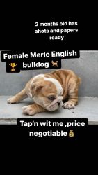 Merle English bulldog