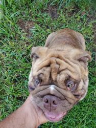 6months English Bull dog for sell