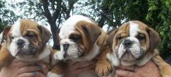 English Bulldog Pups for Sale!!!