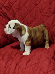 AKC registered puppies for sell