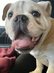 One and a half year old English Bulldog needs new home