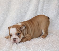 English Bulldog puppy for sale!