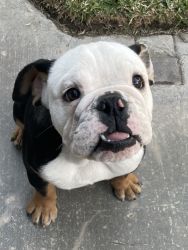 6 month English bulldog