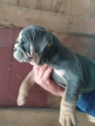 9wk old. Blue-tri. He is vet checked, vaccinated and wormed