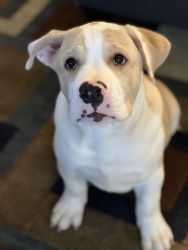 Mix Bully with bulldog 5 months old male