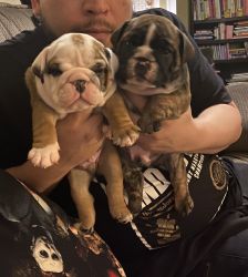 Full blooded English Bulldogs two boys