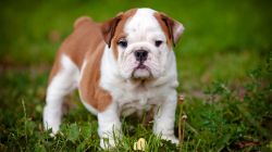 English bull puppies for sale