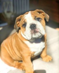 male English bulldog pup for sale