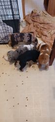 6 English Bulldog(full blooded)/ Black lab puppies