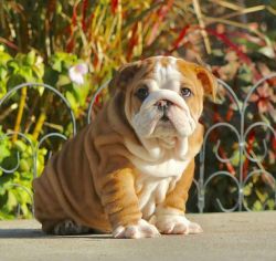 Adorable English Bulldog Puppies Available