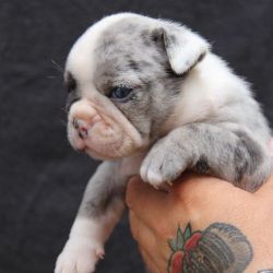 Cute Merle male and female English Bulldog for Re-homing
