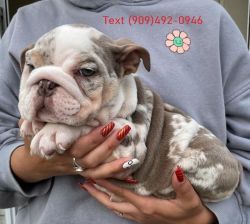 Text 909 Cute Merle 492 English 0946 bulldog puppies