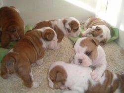 English Bulldog puppies Ready for new homes
