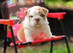 Delighted English bulldog puppies for re-homing