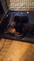 EnglishBulldog&Labrador puppies 4 girls 1 male