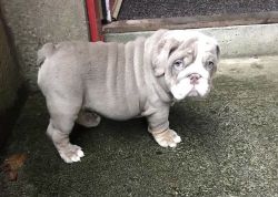 Cute English Bulldog for sale