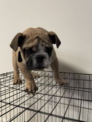 English Bulldog Puppy For Sell