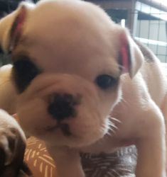 English Bulldog Puppies for sale beautiful and healthy