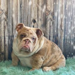 Top quality English Bulldog puppies from health tested parents
