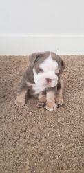 8 week old english bulldog puppies for sale triple carriers