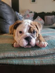 Puppy English Bulldog for Sale